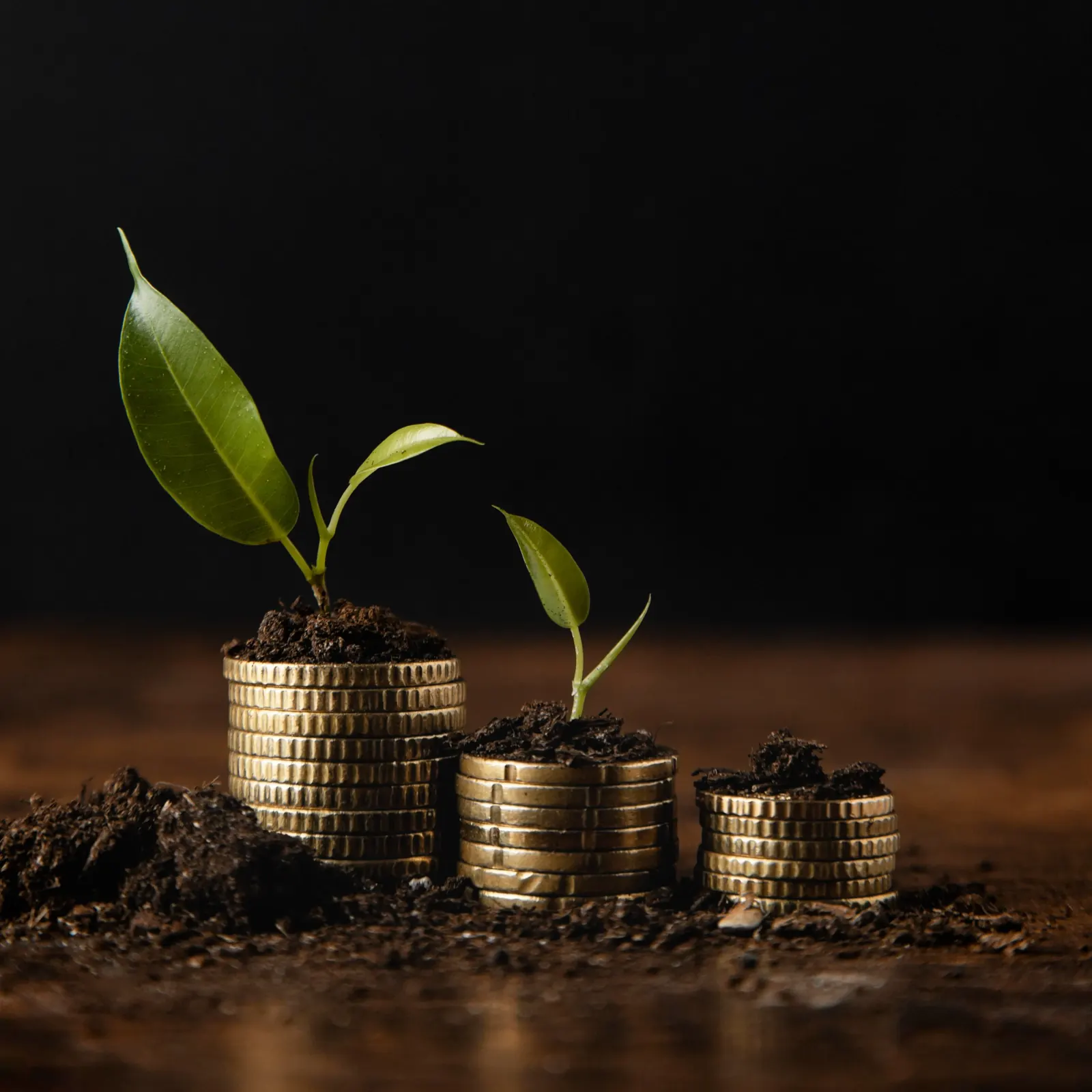 Young plants growing from stacks of coins set in soil